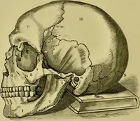 An illustration from A system of practical and scientific physiognomy, or, How to read faces : being a manual of instruction in the knowledge of the human physiognomy and organism, embracing the discoveries of located signs of character in the body and face, as shown by the five natural divisions of the countenance. Volume 2 / by Mary Olmstead Stanton. (1890)