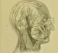 An illustration from A system of practical and scientific physiognomy, or, How to read faces : being a manual of instruction in the knowledge of the human physiognomy and organism, embracing the discoveries of located signs of character in the body and face, as shown by the five natural divisions of the countenance. Volume 2 / by Mary Olmstead Stanton. (1890)