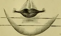 An illustration from A system of practical and scientific physiognomy, or, How to read faces : being a manual of instruction in the knowledge of the human physiognomy and organism, embracing the discoveries of located signs of character in the body and face, as shown by the five natural divisions of the countenance. Volume 2 / by Mary Olmstead Stanton. (1890)