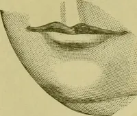An illustration from A system of practical and scientific physiognomy, or, How to read faces : being a manual of instruction in the knowledge of the human physiognomy and organism, embracing the discoveries of located signs of character in the body and face, as shown by the five natural divisions of the countenance. Volume 2 / by Mary Olmstead Stanton. (1890)