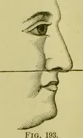 An illustration from A system of practical and scientific physiognomy, or, How to read faces : being a manual of instruction in the knowledge of the human physiognomy and organism, embracing the discoveries of located signs of character in the body and face, as shown by the five natural divisions of the countenance. Volume 2 / by Mary Olmstead Stanton. (1890)