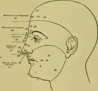 An illustration from A system of practical and scientific physiognomy, or, How to read faces : being a manual of instruction in the knowledge of the human physiognomy and organism, embracing the discoveries of located signs of character in the body and face, as shown by the five natural divisions of the countenance. Volume 2 / by Mary Olmstead Stanton. (1890)