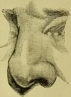 An illustration from A system of practical and scientific physiognomy, or, How to read faces : being a manual of instruction in the knowledge of the human physiognomy and organism, embracing the discoveries of located signs of character in the body and face, as shown by the five natural divisions of the countenance. Volume 2 / by Mary Olmstead Stanton. (1890)