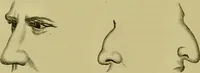 An illustration from A system of practical and scientific physiognomy, or, How to read faces : being a manual of instruction in the knowledge of the human physiognomy and organism, embracing the discoveries of located signs of character in the body and face, as shown by the five natural divisions of the countenance. Volume 2 / by Mary Olmstead Stanton. (1890)