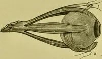 An illustration from A system of practical and scientific physiognomy, or, How to read faces : being a manual of instruction in the knowledge of the human physiognomy and organism, embracing the discoveries of located signs of character in the body and face, as shown by the five natural divisions of the countenance. Volume 2 / by Mary Olmstead Stanton. (1890)