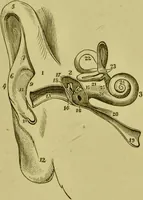 An illustration from A system of practical and scientific physiognomy, or, How to read faces : being a manual of instruction in the knowledge of the human physiognomy and organism, embracing the discoveries of located signs of character in the body and face, as shown by the five natural divisions of the countenance. Volume 2 / by Mary Olmstead Stanton. (1890)