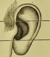 Picture 104 of 165 from A system of practical and scientific physiognomy, or, How to read faces : being a manual of instruction in the knowledge of the human physiognomy and organism, embracing the discoveries of located signs of character in the body and face, as shown by the five natural divisions of the countenance. Volume 2 / by Mary Olmstead Stanton. (1890), leaf 446