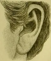 Picture 106 of 165 from A system of practical and scientific physiognomy, or, How to read faces : being a manual of instruction in the knowledge of the human physiognomy and organism, embracing the discoveries of located signs of character in the body and face, as shown by the five natural divisions of the countenance. Volume 2 / by Mary Olmstead Stanton. (1890), leaf 449