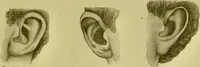 An illustration from A system of practical and scientific physiognomy, or, How to read faces : being a manual of instruction in the knowledge of the human physiognomy and organism, embracing the discoveries of located signs of character in the body and face, as shown by the five natural divisions of the countenance. Volume 2 / by Mary Olmstead Stanton. (1890)