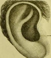 An illustration from A system of practical and scientific physiognomy, or, How to read faces : being a manual of instruction in the knowledge of the human physiognomy and organism, embracing the discoveries of located signs of character in the body and face, as shown by the five natural divisions of the countenance. Volume 2 / by Mary Olmstead Stanton. (1890)