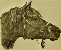 An illustration from A system of practical and scientific physiognomy, or, How to read faces : being a manual of instruction in the knowledge of the human physiognomy and organism, embracing the discoveries of located signs of character in the body and face, as shown by the five natural divisions of the countenance. Volume 2 / by Mary Olmstead Stanton. (1890)