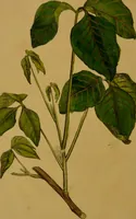 An illustration from An essay on the Rhus toxicodendron : with cases of its effects in the cure of paralytic affections, and other diseases of great debility / By Johnn Alderson. (1804)