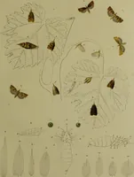 An illustration from Histoire des insectes nuisibles à la vigne : et particulièrement de la pyrale qui dévaste les vignobles des départments de la Cote-d'Or ... [etc.]; avec l'indication des moyens qu'on doit employer pour la combattre / par Victor Audouin. (1842)