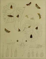 An illustration from Histoire des insectes nuisibles à la vigne : et particulièrement de la pyrale qui dévaste les vignobles des départments de la Cote-d'Or ... [etc.]; avec l'indication des moyens qu'on doit employer pour la combattre / par Victor Audouin. (1842)