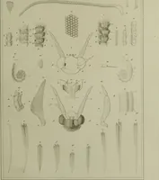 Picture 8 of 32 from Histoire des insectes nuisibles à la vigne : et particulièrement de la pyrale qui dévaste les vignobles des départments de la Cote-d'Or ... [etc.]; avec l'indication des moyens qu'on doit employer pour la combattre / par Victor Audouin. (1842), leaf 381