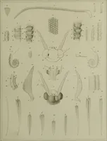 An illustration from Histoire des insectes nuisibles à la vigne : et particulièrement de la pyrale qui dévaste les vignobles des départments de la Cote-d'Or ... [etc.]; avec l'indication des moyens qu'on doit employer pour la combattre / par Victor Audouin. (1842)