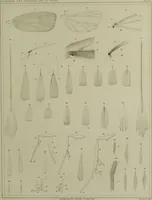 An illustration from Histoire des insectes nuisibles à la vigne : et particulièrement de la pyrale qui dévaste les vignobles des départments de la Cote-d'Or ... [etc.]; avec l'indication des moyens qu'on doit employer pour la combattre / par Victor Audouin. (1842)