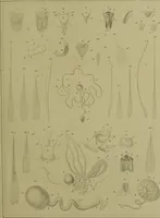 An illustration from Histoire des insectes nuisibles à la vigne : et particulièrement de la pyrale qui dévaste les vignobles des départments de la Cote-d'Or ... [etc.]; avec l'indication des moyens qu'on doit employer pour la combattre / par Victor Audouin. (1842)