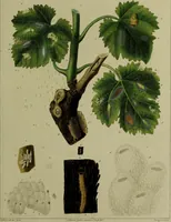 Picture 12 of 32 from Histoire des insectes nuisibles à la vigne : et particulièrement de la pyrale qui dévaste les vignobles des départments de la Cote-d'Or ... [etc.]; avec l'indication des moyens qu'on doit employer pour la combattre / par Victor Audouin. (1842), leaf 395