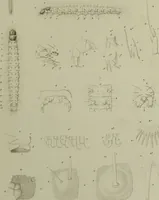 An illustration from Histoire des insectes nuisibles à la vigne : et particulièrement de la pyrale qui dévaste les vignobles des départments de la Cote-d'Or ... [etc.]; avec l'indication des moyens qu'on doit employer pour la combattre / par Victor Audouin. (1842)