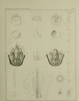 An illustration from Histoire des insectes nuisibles à la vigne : et particulièrement de la pyrale qui dévaste les vignobles des départments de la Cote-d'Or ... [etc.]; avec l'indication des moyens qu'on doit employer pour la combattre / par Victor Audouin. (1842)