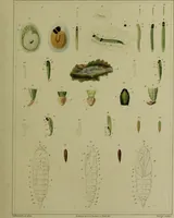 An illustration from Histoire des insectes nuisibles à la vigne : et particulièrement de la pyrale qui dévaste les vignobles des départments de la Cote-d'Or ... [etc.]; avec l'indication des moyens qu'on doit employer pour la combattre / par Victor Audouin. (1842)