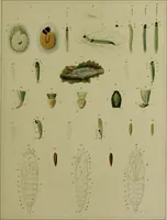 Picture 16 of 32 from Histoire des insectes nuisibles à la vigne : et particulièrement de la pyrale qui dévaste les vignobles des départments de la Cote-d'Or ... [etc.]; avec l'indication des moyens qu'on doit employer pour la combattre / par Victor Audouin. (1842), leaf 407
