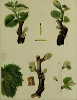 Picture 17 of 32 from Histoire des insectes nuisibles à la vigne : et particulièrement de la pyrale qui dévaste les vignobles des départments de la Cote-d'Or ... [etc.]; avec l'indication des moyens qu'on doit employer pour la combattre / par Victor Audouin. (1842), leaf 413