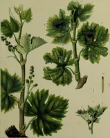 An illustration from Histoire des insectes nuisibles à la vigne : et particulièrement de la pyrale qui dévaste les vignobles des départments de la Cote-d'Or ... [etc.]; avec l'indication des moyens qu'on doit employer pour la combattre / par Victor Audouin. (1842)