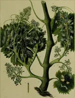 An illustration from Histoire des insectes nuisibles à la vigne : et particulièrement de la pyrale qui dévaste les vignobles des départments de la Cote-d'Or ... [etc.]; avec l'indication des moyens qu'on doit employer pour la combattre / par Victor Audouin. (1842)