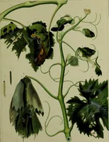 An illustration from Histoire des insectes nuisibles à la vigne : et particulièrement de la pyrale qui dévaste les vignobles des départments de la Cote-d'Or ... [etc.]; avec l'indication des moyens qu'on doit employer pour la combattre / par Victor Audouin. (1842)
