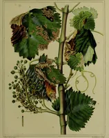 Picture 23 of 32 from Histoire des insectes nuisibles à la vigne : et particulièrement de la pyrale qui dévaste les vignobles des départments de la Cote-d'Or ... [etc.]; avec l'indication des moyens qu'on doit employer pour la combattre / par Victor Audouin. (1842), leaf 437