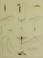 An illustration from Histoire des insectes nuisibles à la vigne : et particulièrement de la pyrale qui dévaste les vignobles des départments de la Cote-d'Or ... [etc.]; avec l'indication des moyens qu'on doit employer pour la combattre / par Victor Audouin. (1842)