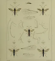 An illustration from Histoire des insectes nuisibles à la vigne : et particulièrement de la pyrale qui dévaste les vignobles des départments de la Cote-d'Or ... [etc.]; avec l'indication des moyens qu'on doit employer pour la combattre / par Victor Audouin. (1842)