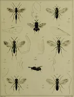 Picture 26 of 32 from Histoire des insectes nuisibles à la vigne : et particulièrement de la pyrale qui dévaste les vignobles des départments de la Cote-d'Or ... [etc.]; avec l'indication des moyens qu'on doit employer pour la combattre / par Victor Audouin. (1842), leaf 449