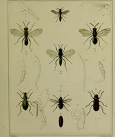 An illustration from Histoire des insectes nuisibles à la vigne : et particulièrement de la pyrale qui dévaste les vignobles des départments de la Cote-d'Or ... [etc.]; avec l'indication des moyens qu'on doit employer pour la combattre / par Victor Audouin. (1842)