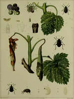 Picture 30 of 32 from Histoire des insectes nuisibles à la vigne : et particulièrement de la pyrale qui dévaste les vignobles des départments de la Cote-d'Or ... [etc.]; avec l'indication des moyens qu'on doit employer pour la combattre / par Victor Audouin. (1842), leaf 463