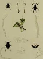 An illustration from Histoire des insectes nuisibles à la vigne : et particulièrement de la pyrale qui dévaste les vignobles des départments de la Cote-d'Or ... [etc.]; avec l'indication des moyens qu'on doit employer pour la combattre / par Victor Audouin. (1842)