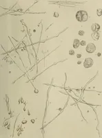 An illustration from Exposition anatomique de l'organisation du centre nerveux dans les quatre classes d'animaux vertébrés / par Natalis Guillot. (1844)