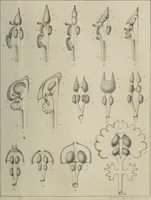 An illustration from Exposition anatomique de l'organisation du centre nerveux dans les quatre classes d'animaux vertébrés / par Natalis Guillot. (1844)