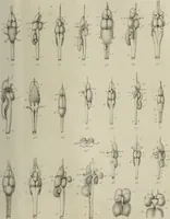 An illustration from Exposition anatomique de l'organisation du centre nerveux dans les quatre classes d'animaux vertébrés / par Natalis Guillot. (1844)