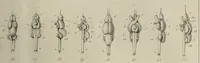 An illustration from Exposition anatomique de l'organisation du centre nerveux dans les quatre classes d'animaux vertébrés / par Natalis Guillot. (1844)