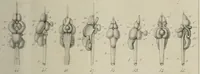 An illustration from Exposition anatomique de l'organisation du centre nerveux dans les quatre classes d'animaux vertébrés / par Natalis Guillot. (1844)