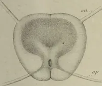 An illustration from Exposition anatomique de l'organisation du centre nerveux dans les quatre classes d'animaux vertébrés / par Natalis Guillot. (1844)
