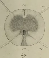Picture 7 of 26 from Exposition anatomique de l'organisation du centre nerveux dans les quatre classes d'animaux vertébrés / par Natalis Guillot. (1844), leaf 389