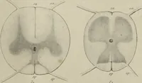 An illustration from Exposition anatomique de l'organisation du centre nerveux dans les quatre classes d'animaux vertébrés / par Natalis Guillot. (1844)