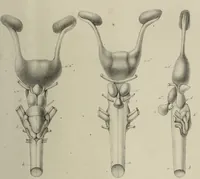An illustration from Exposition anatomique de l'organisation du centre nerveux dans les quatre classes d'animaux vertébrés / par Natalis Guillot. (1844)