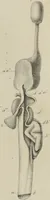 An illustration from Exposition anatomique de l'organisation du centre nerveux dans les quatre classes d'animaux vertébrés / par Natalis Guillot. (1844)