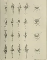 An illustration from Exposition anatomique de l'organisation du centre nerveux dans les quatre classes d'animaux vertébrés / par Natalis Guillot. (1844)