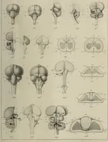 An illustration from Exposition anatomique de l'organisation du centre nerveux dans les quatre classes d'animaux vertébrés / par Natalis Guillot. (1844)